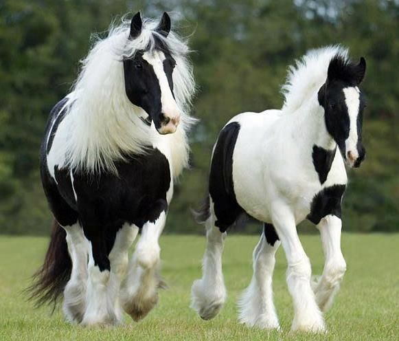 Black and White Gypsy Vanner Horse